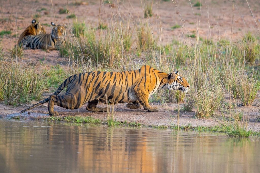 Bandhavgarh Tiger Reserve, Madhya Pradesh, India