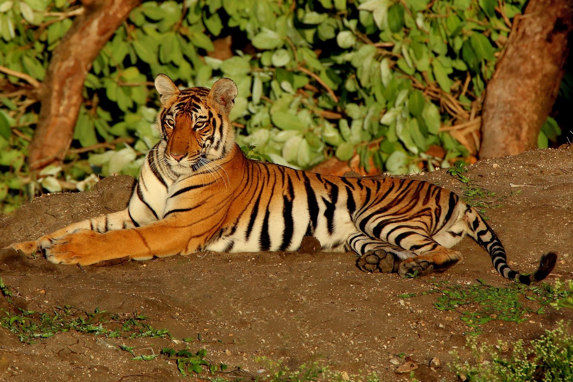 Bandipur Tiger Reserve