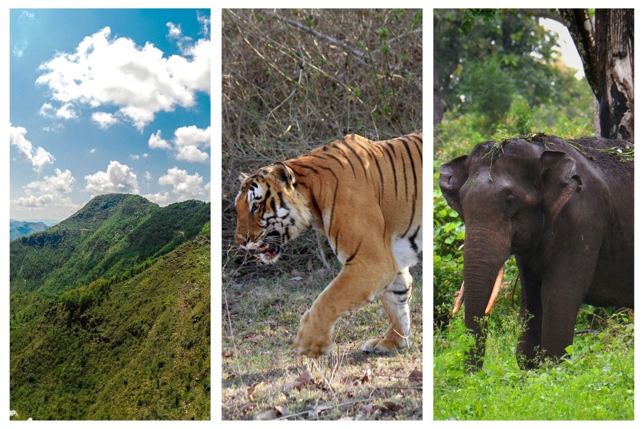 Bandipur Tiger Reserve, Karnataka, India