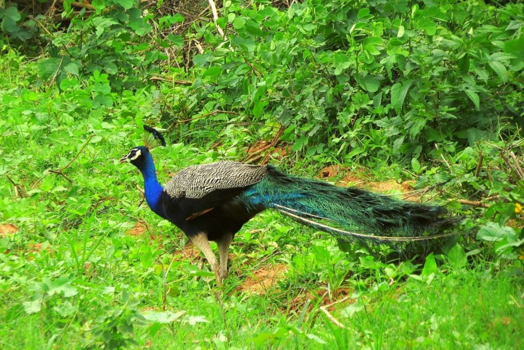 Bannerghatta National Park Bengaluru Things to do with Family