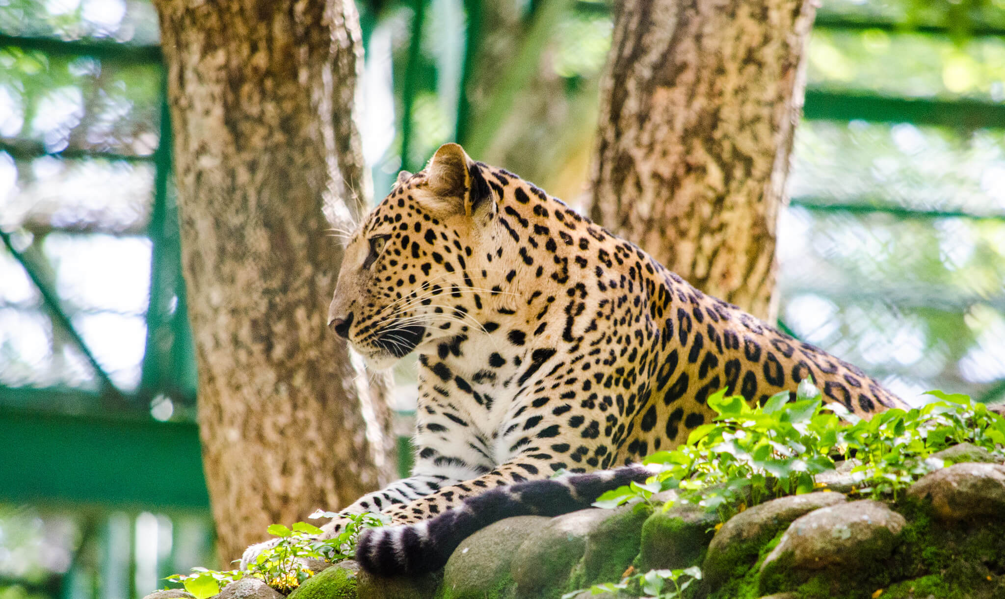 Bannerghatta National Park