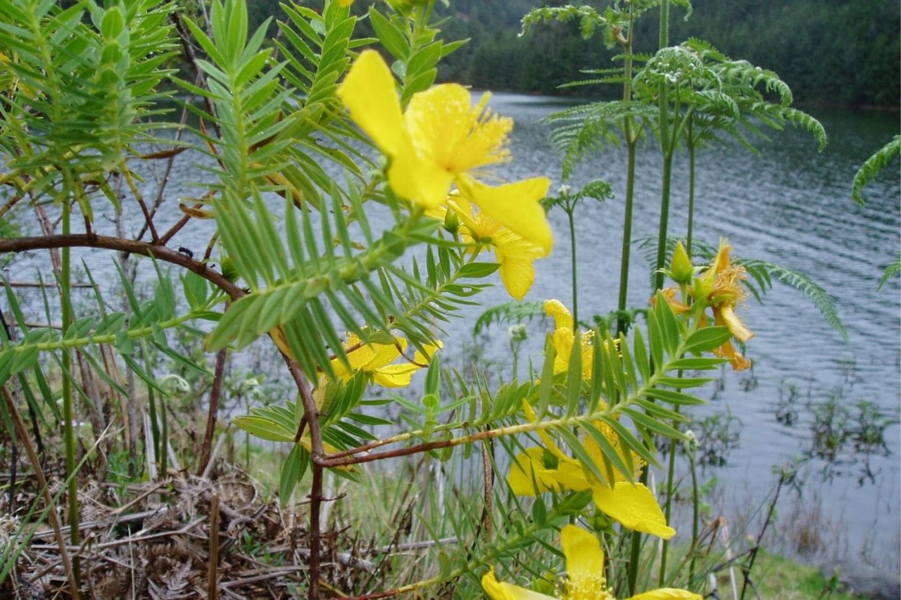 Berijam Lake - Kodaikanal Top Sightseeing Place