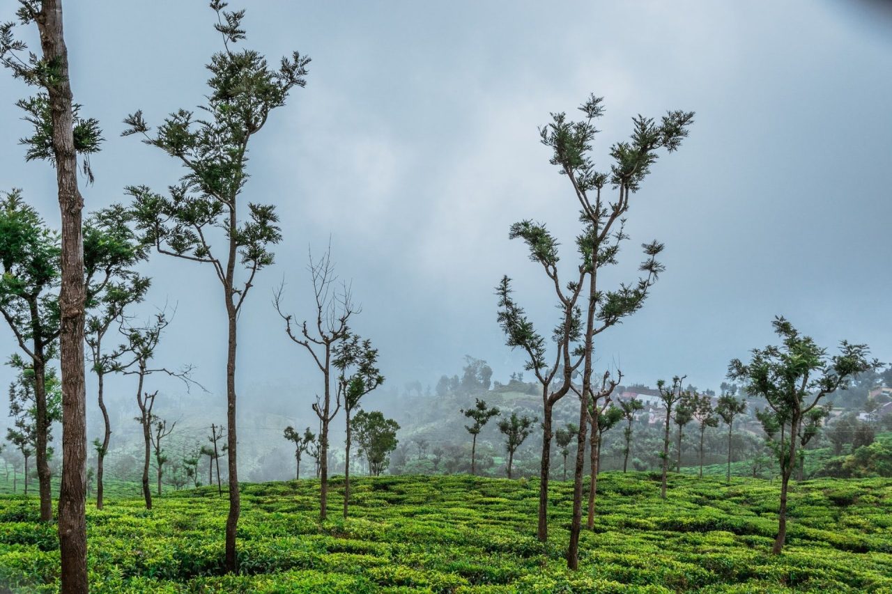 Coonoor, Tamilnadu, India Tourism