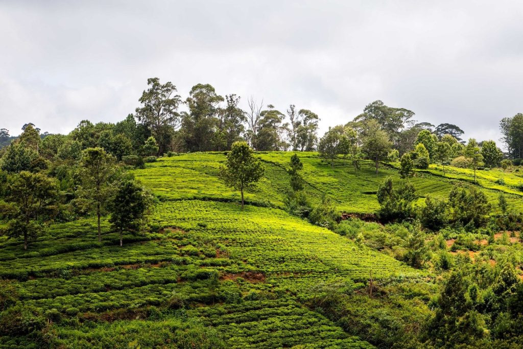 Coonoor, Tamilnadu, Hill Station in South India