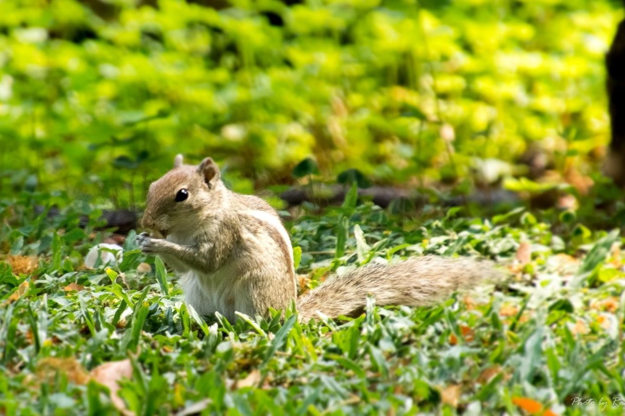 Cubbon Park in Bengaluru