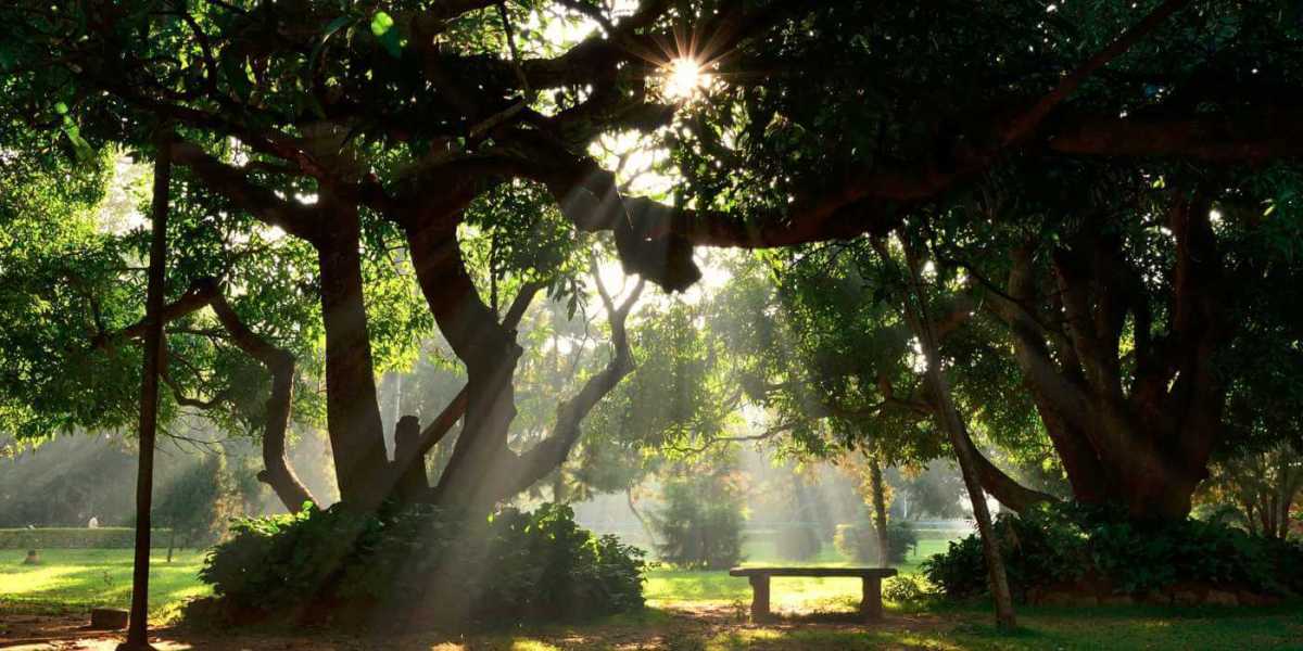 Cubbon Park, Bangalore