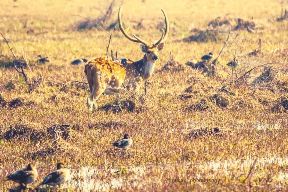 Dhawa Doli Wildlife Sanctuary Jodhpur