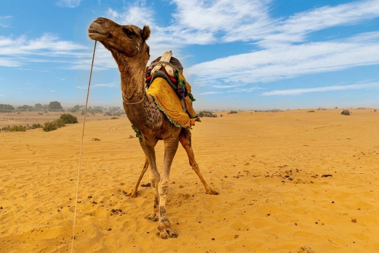 Jaisalmer, Top Destination to Visit in Rajasthan, India