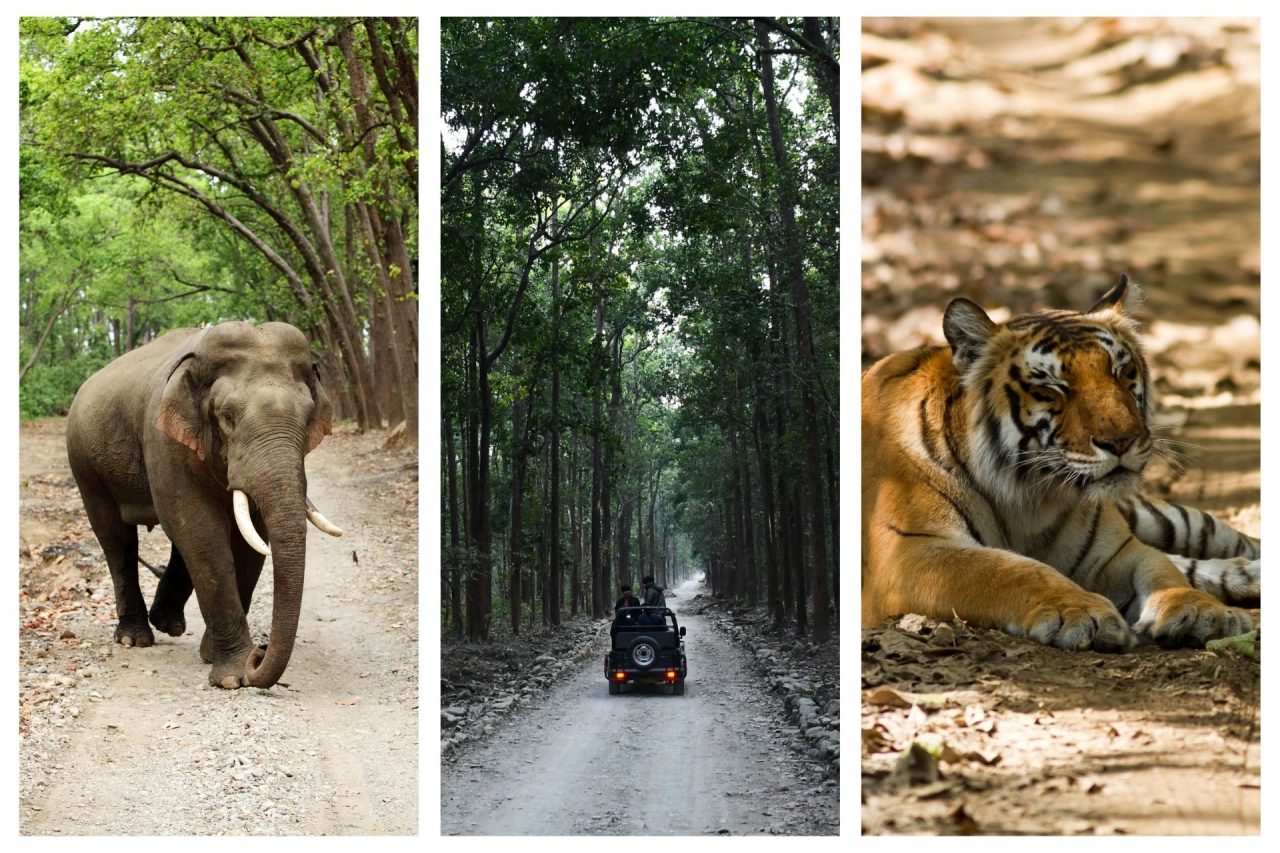 Jim Corbett Tiger Reserve, Uttarakhand, India