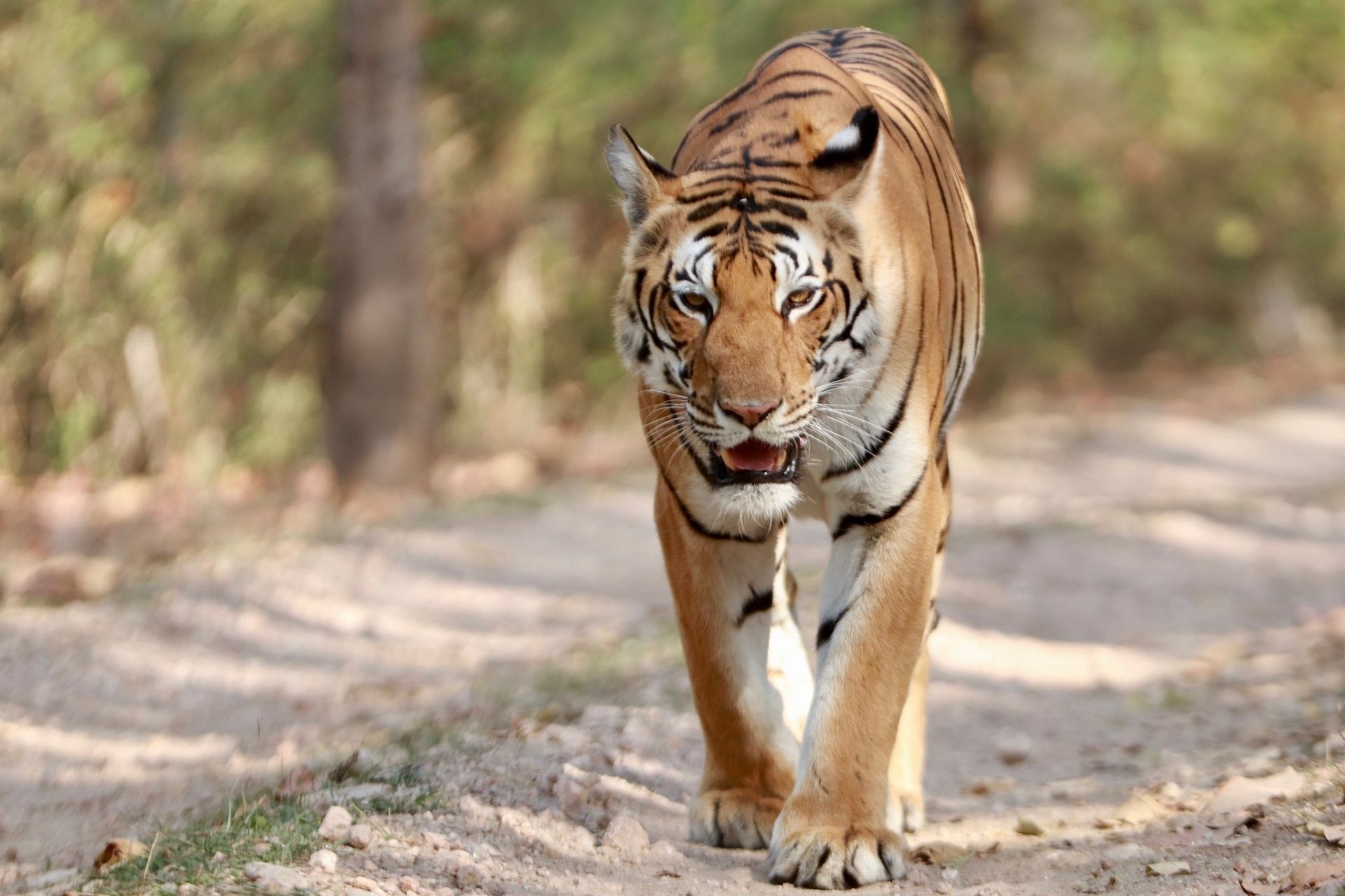 Kanha Tiger Reserve, Madhya Pradesh, India