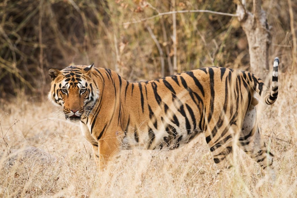 Kanha Tiger Reserve, Madhya Pradesh, India