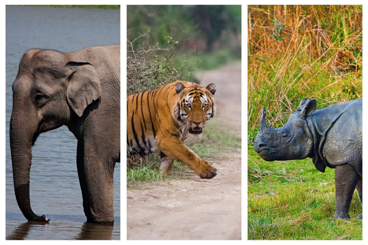 Kaziranga Tiger Reserve, Assam, India