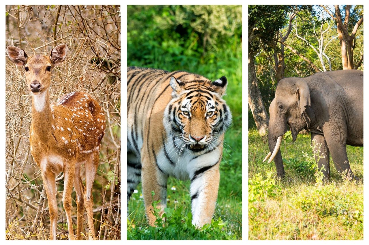 Mudumalai Tiger Reserve, Karnataka, India