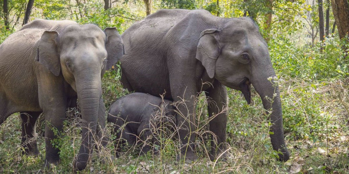 Mudumalai Tiger Reserve