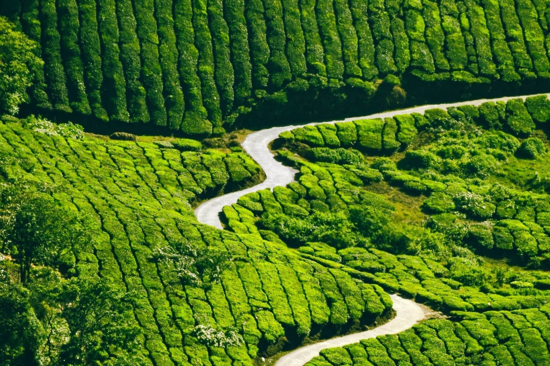 Munnar, Kerala, Hill Stations in South India