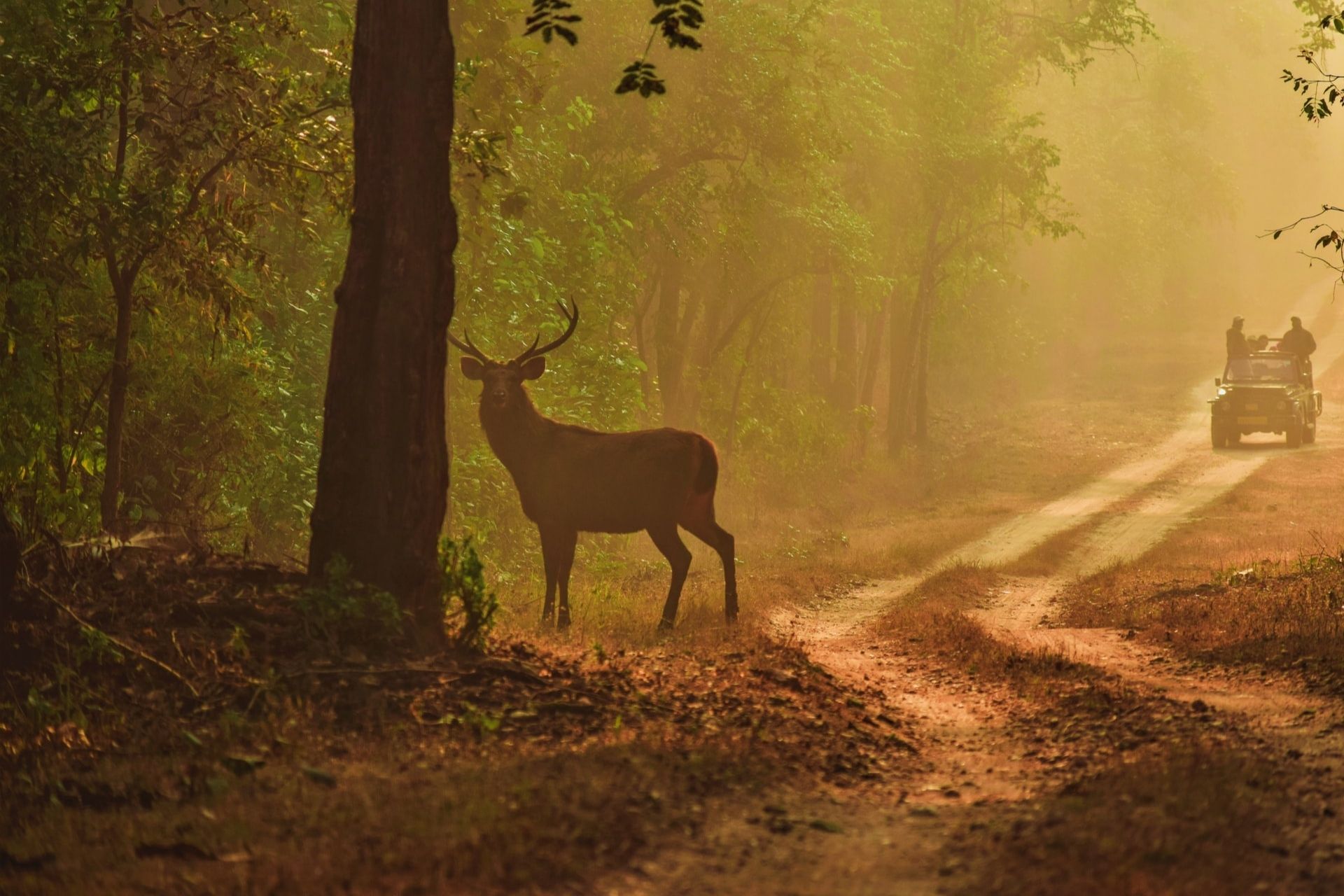 National Parks in India