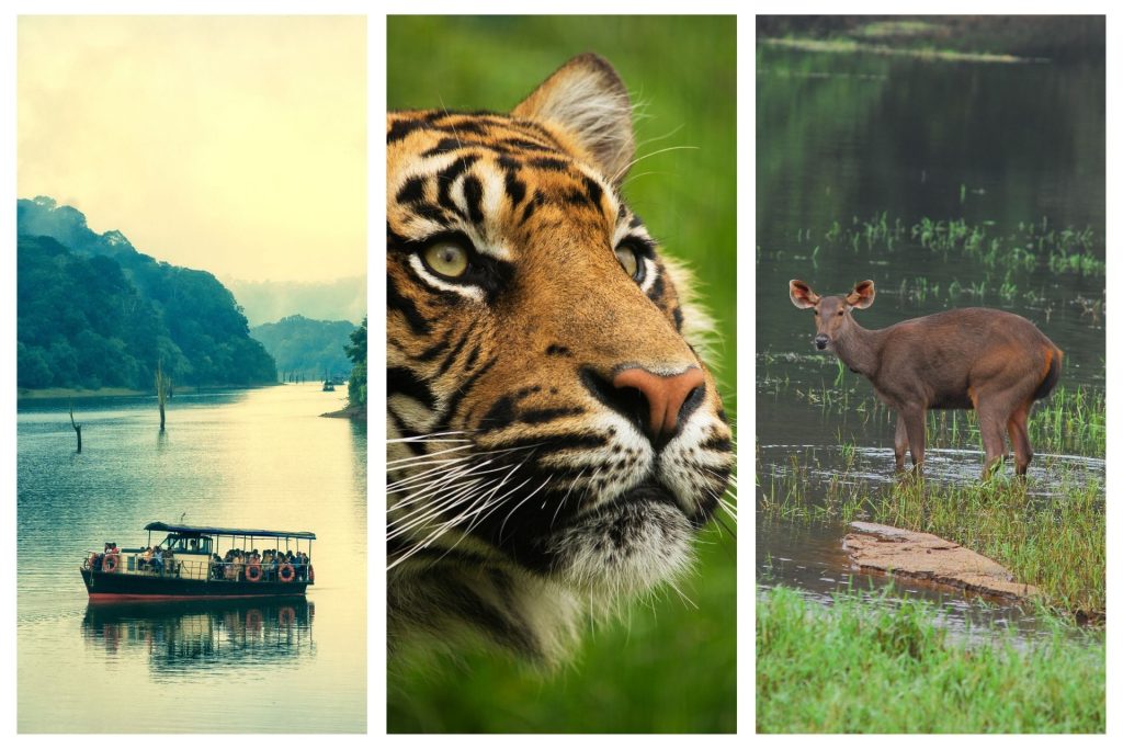 Periyar Tiger Reserve, Western Ghats, Kerala, India