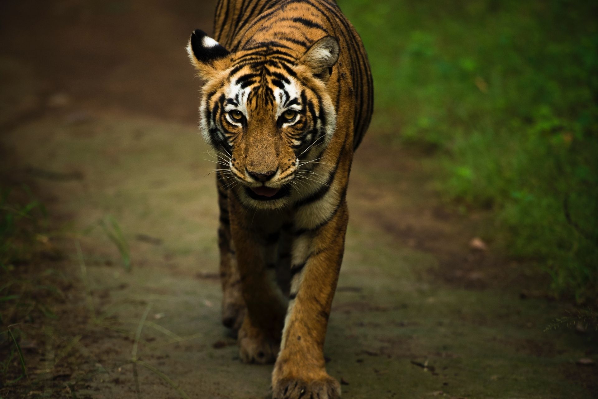 Ranthambore Tiger Reserve, Rajasthan, India
