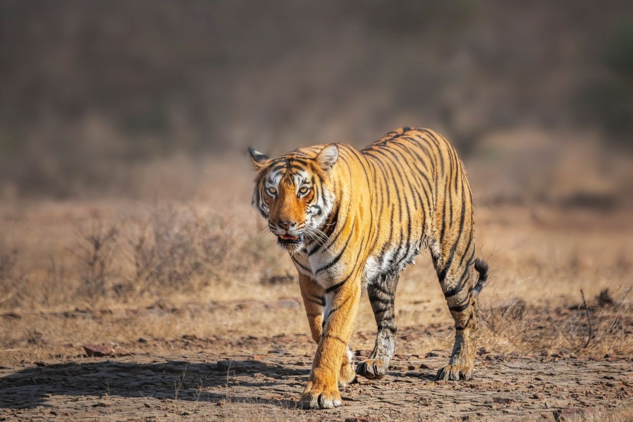 Ranthambore Tiger Reserve, Rajasthan, India