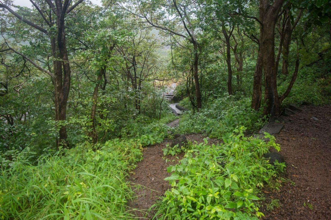 Sanjay Gandhi National Park Mumbai, India