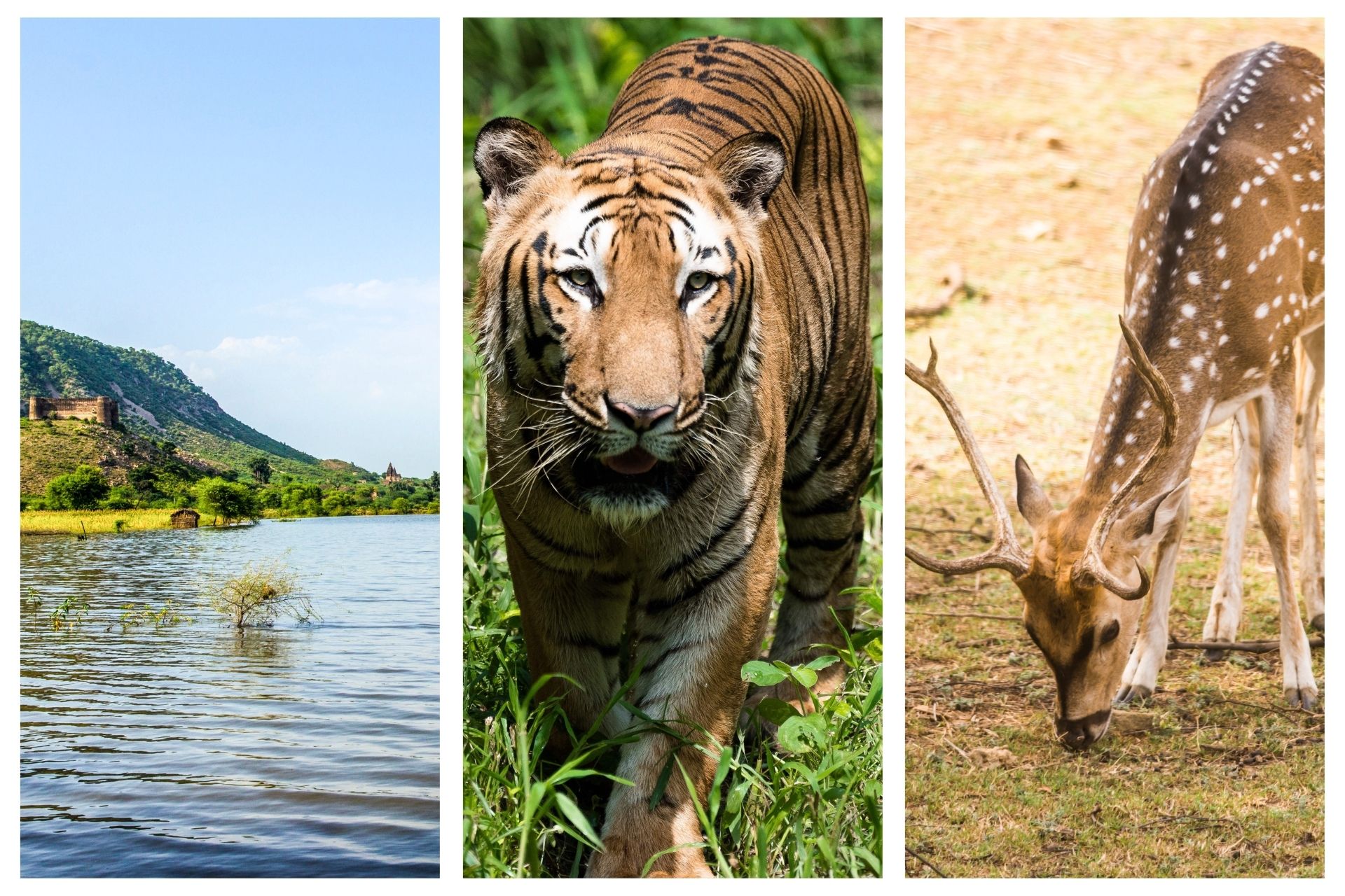 Sariska Tiger Reserve, Rajasthan, India