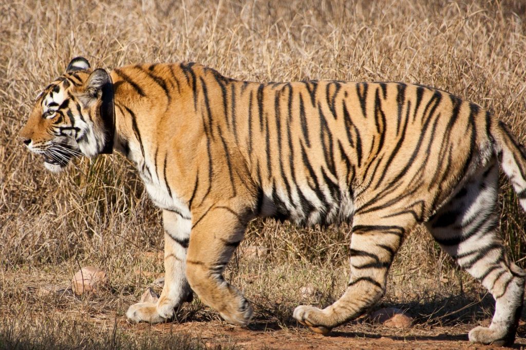 Sariska Tiger Reserve, Alwar, Rajasthan, India