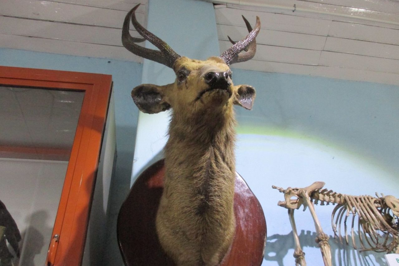 Shenbaganur National History Museum Kodaikanal