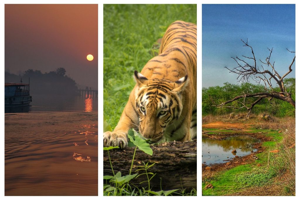 Sundarban Tiger Reserve, West Bengal, India
