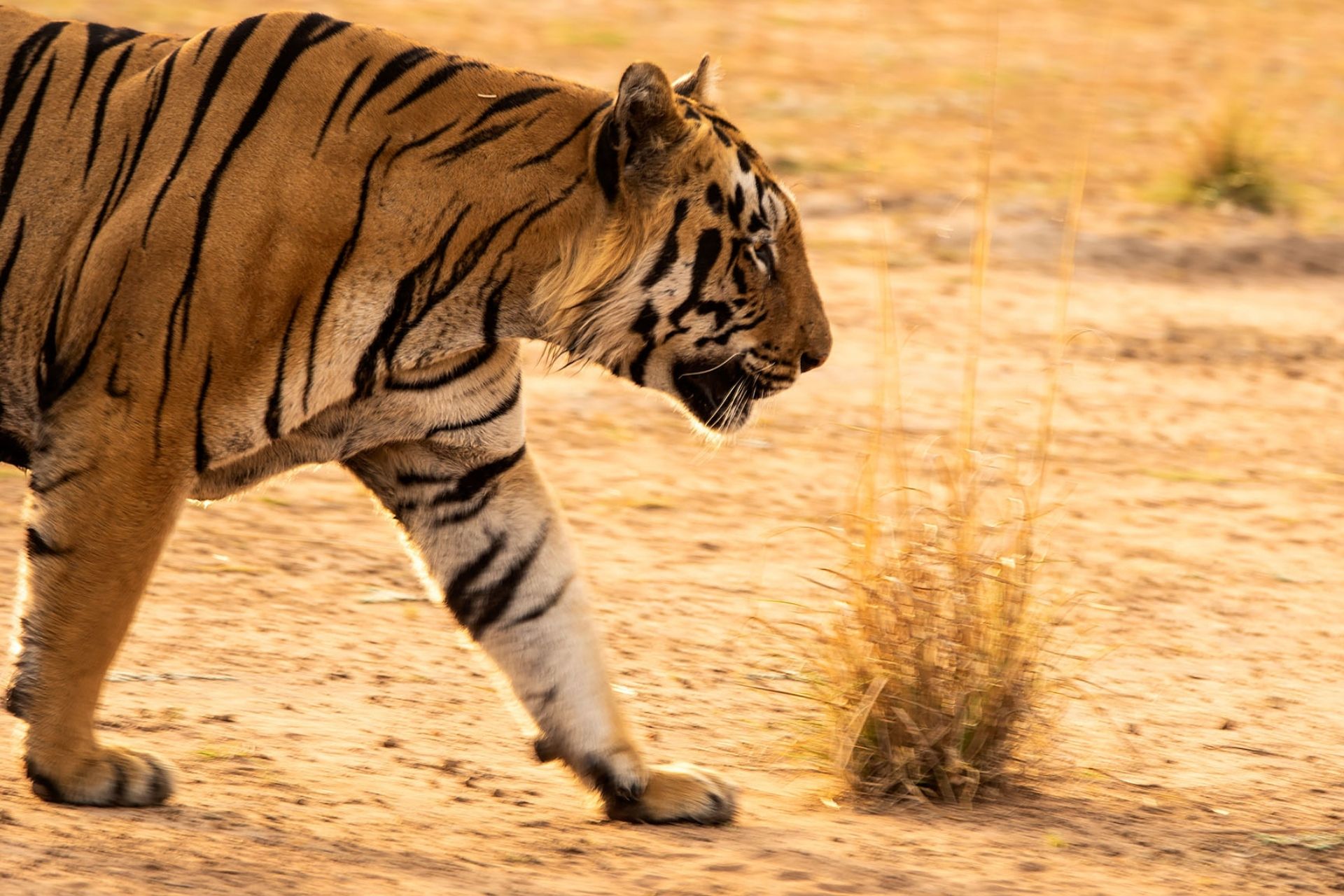 Tadoba Andhari Tiger Reserve