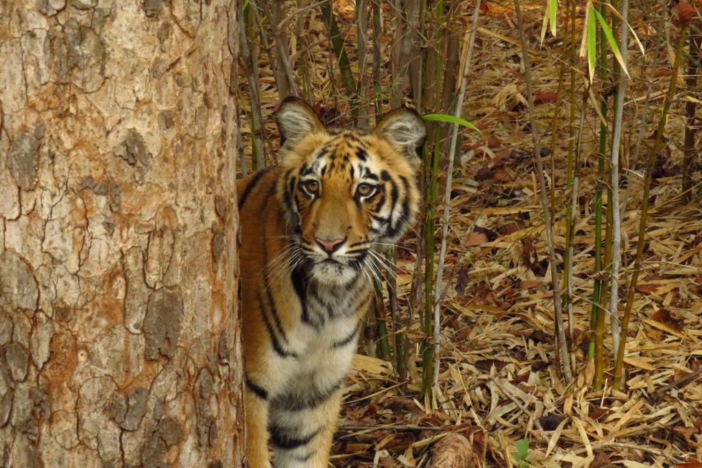 Tadoba Andhari Tiger Reserve, Maharashtra, India