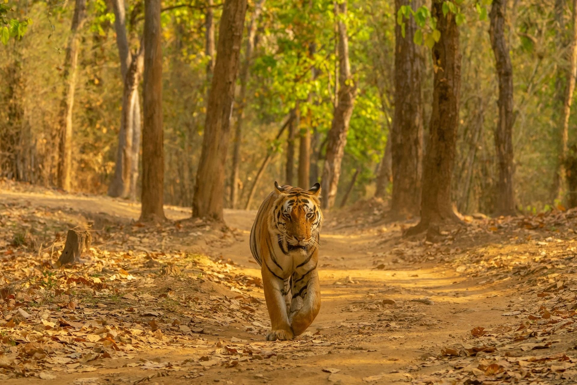 Top Tiger Reserves of India
